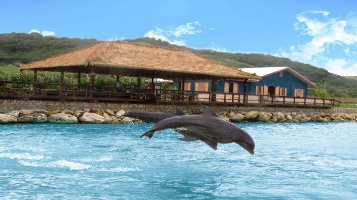 Dolphin-Cove-Lucea-1.jpg