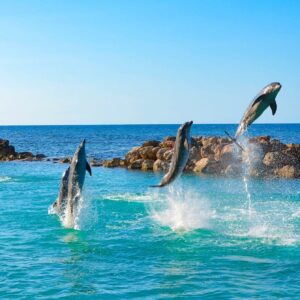 Dolphin Cove Ocho Rios