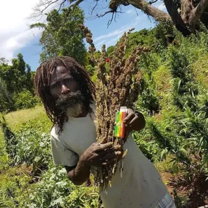 Weed Farm Tour Montego Bay
